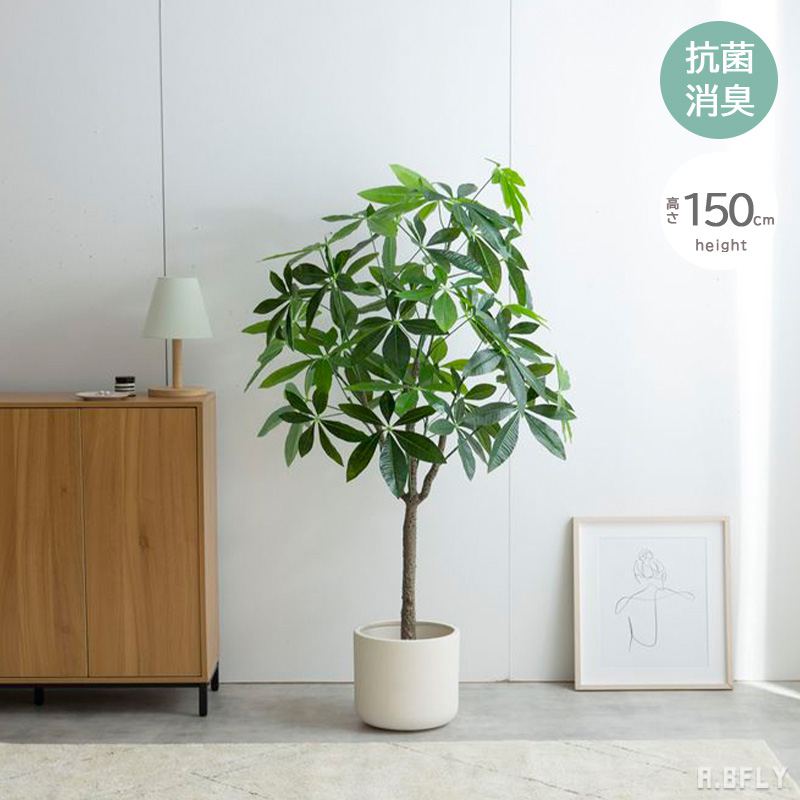 楽天市場】【SS限定｜最大8,000円OFFクーポン】【高さ150cm パキラ