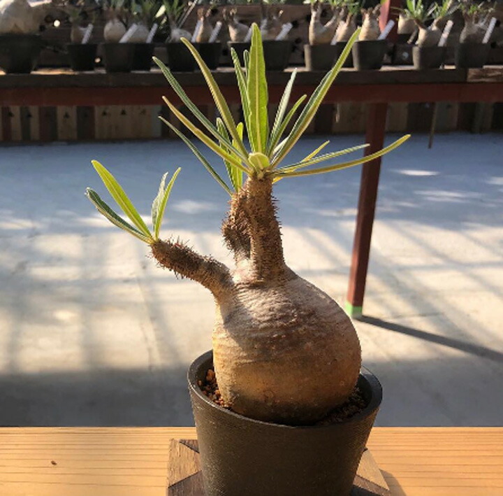 楽天市場】[ パキポディウム グラキリス 象牙宮 XLサイズ @80000] 塊根