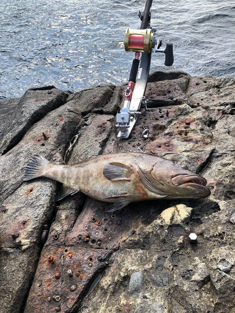 楽天市場】【特価品】プロマリン(PRO MARINE) CB レジェンダー豪腕クエ