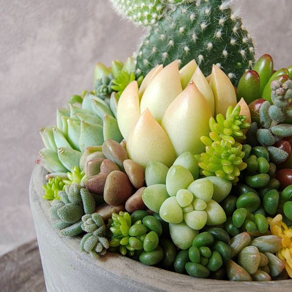 楽天市場】【 多肉 サボテン マーブル鉢 寄せ植え 】サボテン 寄せ植え