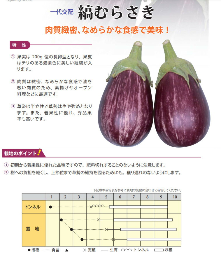 楽天市場】縞むらさきナス 接木苗 9ｾﾝﾁﾎﾟｯﾄ メーカー丸種 作りやすい