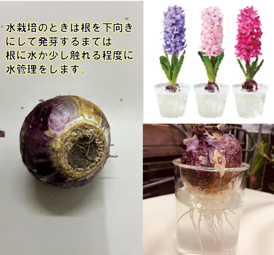 楽天市場】ヒヤシンス 水栽培向き 球根1球 全6色 : 荒川種苗