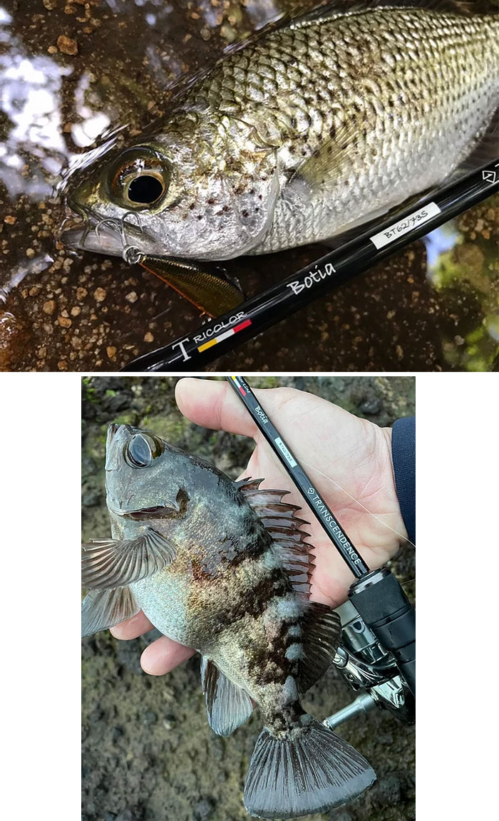 楽天市場】トランスセンデンス ボティア 62S TRANSCENDENCE Botia