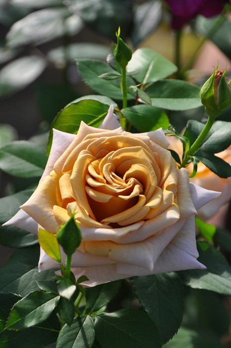 楽天市場】【冬季大苗】バラ苗 ハニーディジョン 国産苗 6号鉢植え品