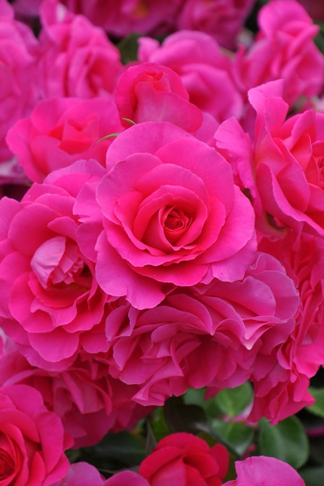 楽天市場】【冬季大苗】バラ苗 ローズうらら【うらら】 国産苗 6号