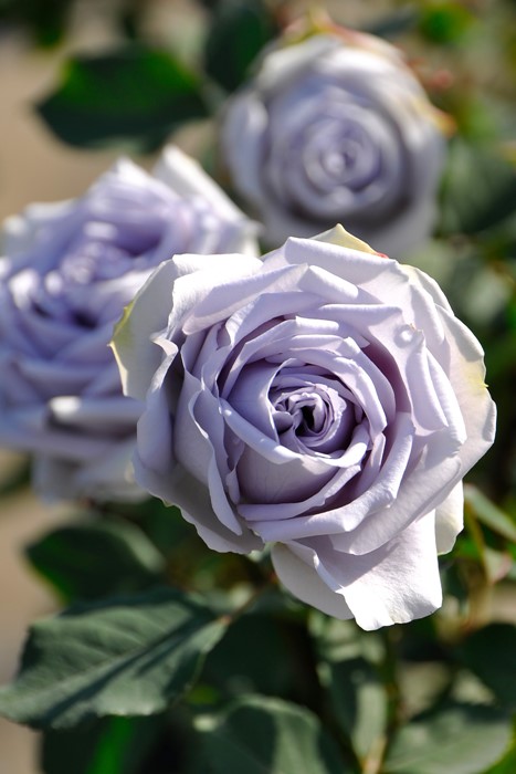 楽天市場】【大苗】バラ苗 ブルードレス 国産苗 6号鉢植え品《JB-KAI