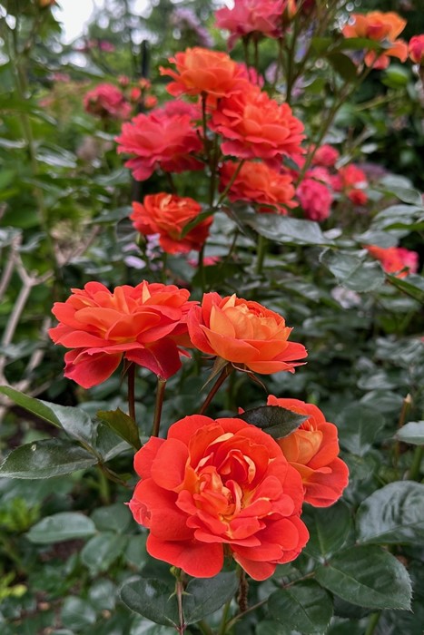 楽天市場】バラ苗【中苗】ミーシャ 国産苗 6号鉢植え品《OM-ZEK》2025