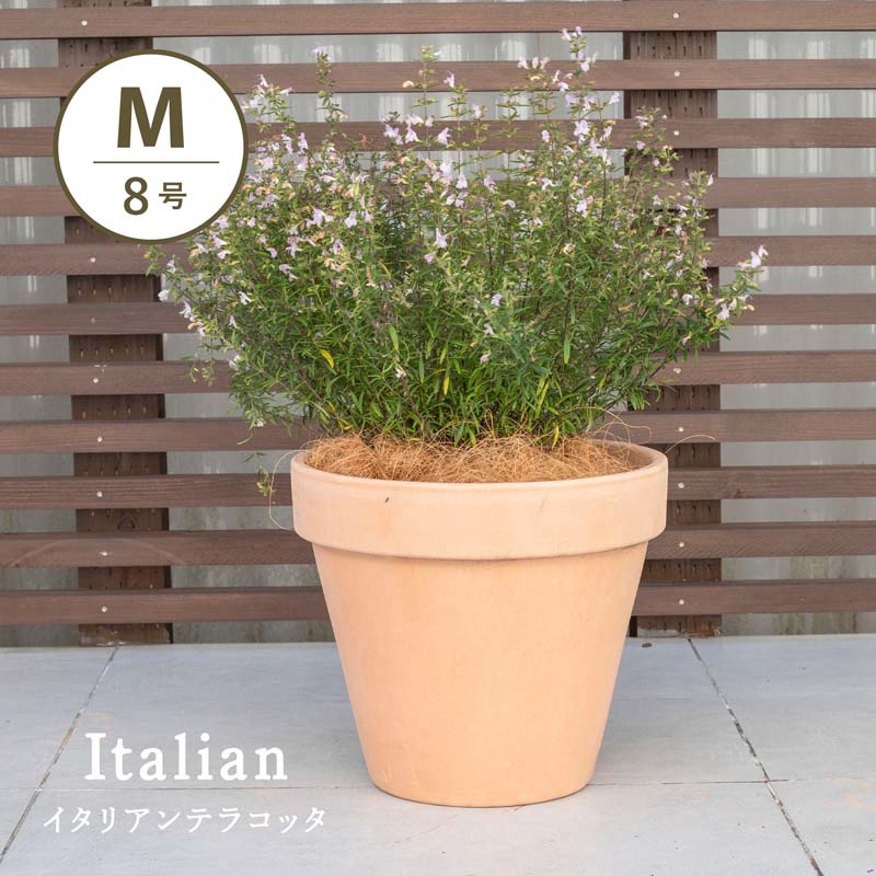 楽天市場】イタリア鉢の通販