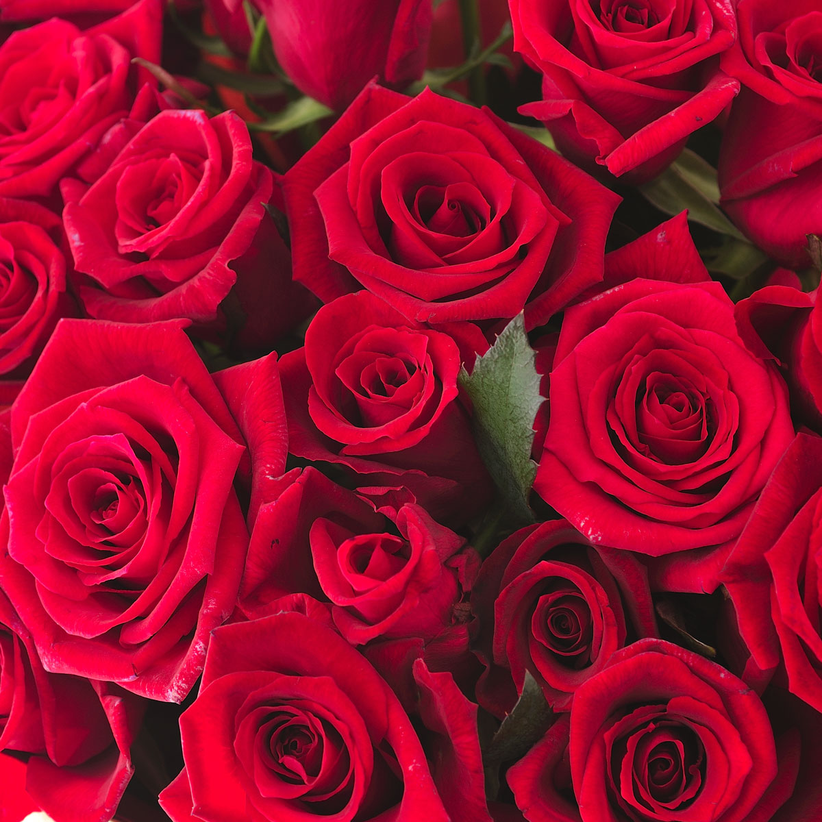 楽天市場】【送料無料】花瓶フラワー・フラワーベース アンティーク