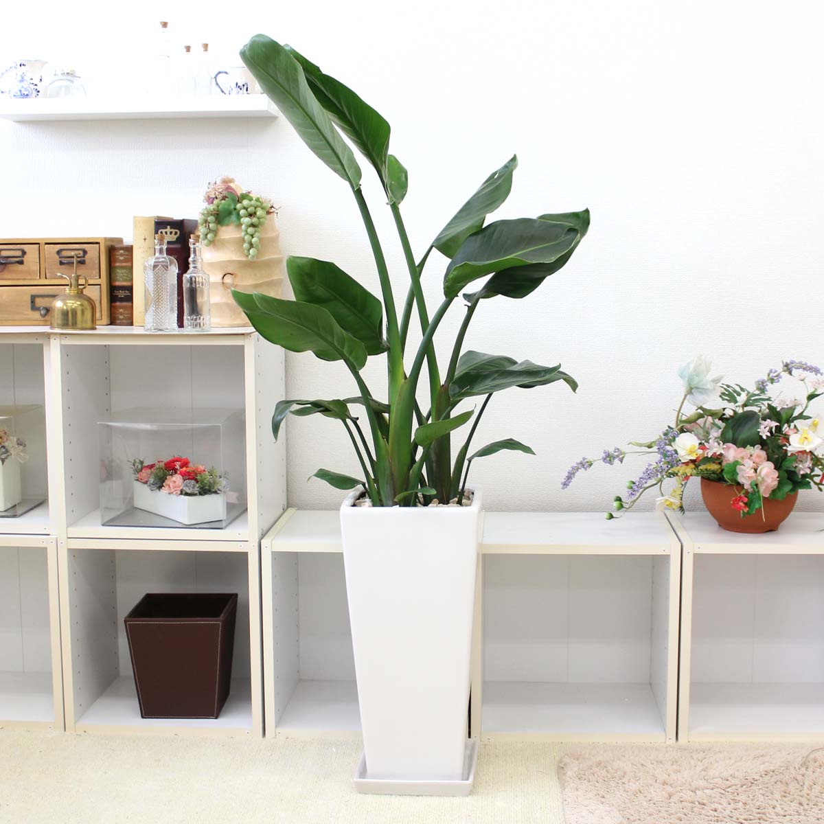 楽天市場】ストレリチア（ストレチア）・オーガスタ 9号+選べる陶器鉢