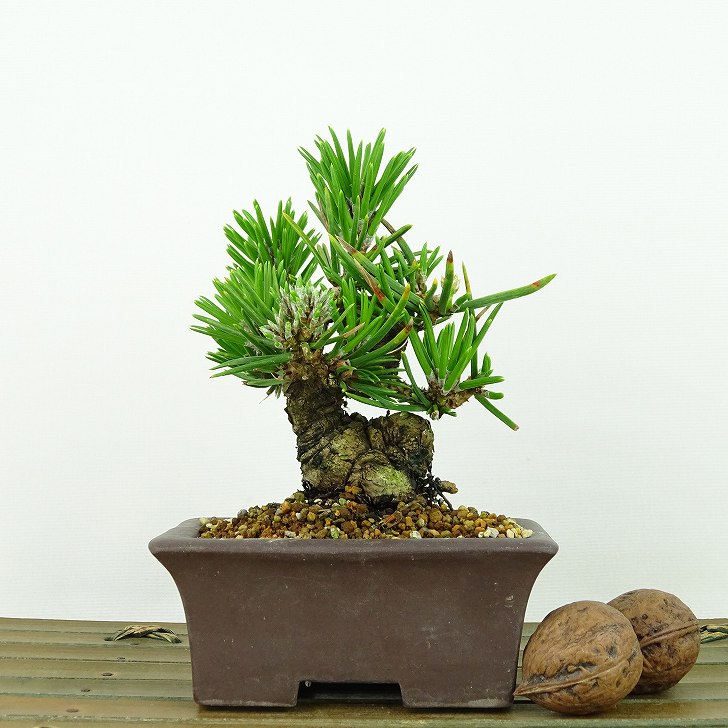 楽天市場】盆栽 松 黒松 寸松 樹高 約9cm くろまつ Pinus thunbergii