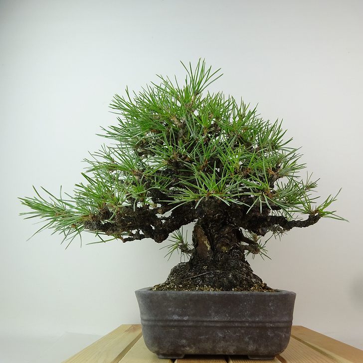 楽天市場】盆栽 松 黒松 樹高 約27cm くろまつ 高級盆栽 Pinus