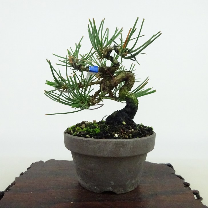 楽天市場】盆栽 松 黒松 樹高 約11cm くろまつ Pinus thunbergii