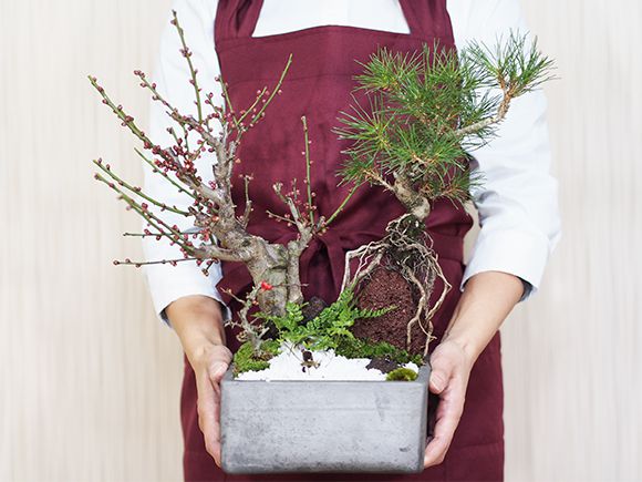 楽天市場】盆栽 松 梅 黒松と紅白梅の寄せ植え 松盆栽 梅盆栽 梅の盆栽