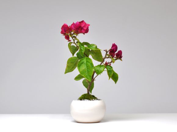 楽天市場】盆栽 ブーゲンビリアの盆栽 ミニ盆栽 花 記念樹 鉢植え