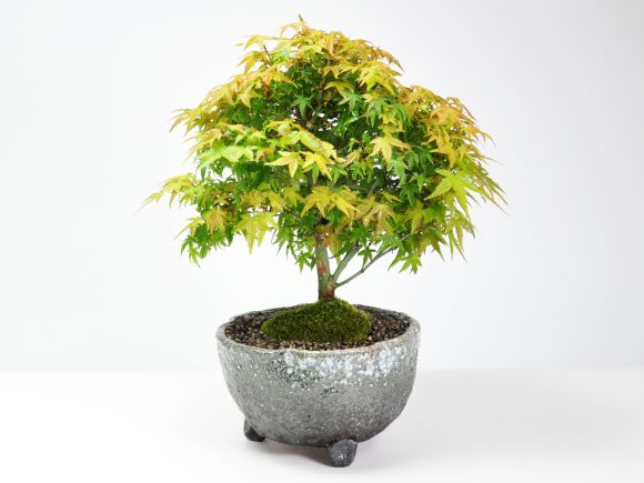 楽天市場】盆栽 清姫もみじ ミニ盆栽 ミニ小品盆栽 もみじ モミジ 紅葉