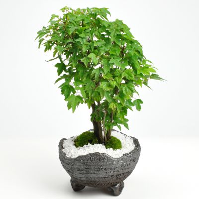 楽天市場】盆栽 カエデ 楓の寄せ植え 太幹 かえで 楓 小品盆栽 中品