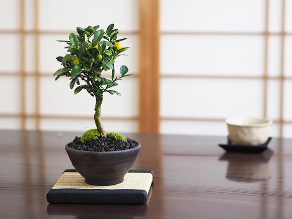 楽天市場】盆栽 キンズ 金豆 ミニ盆栽 室内 初心者 かわいい 実のなる