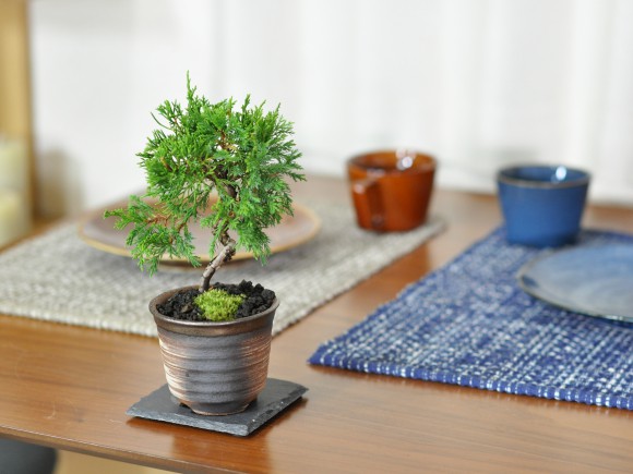 楽天市場】盆栽 真柏 ミニ糸魚川真柏 ミニ盆栽 ミニ 松柏 初心者 室内