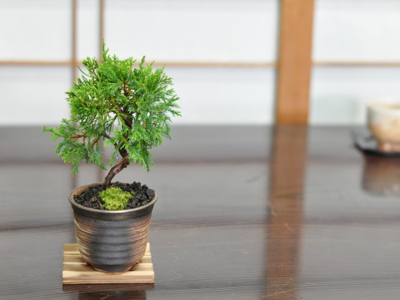 楽天市場】盆栽 真柏 ミニ糸魚川真柏 ミニ盆栽 ミニ 松柏 初心者 室内