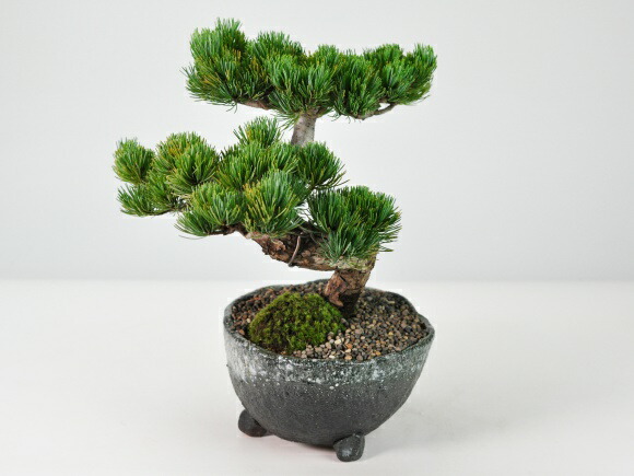 楽天市場】盆栽 高松盆栽 別格五葉松 松 松柏 室内鑑賞 趣味 ぼんさい