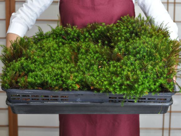 楽天市場】苔 スギゴケ 大トレー 杉苔 すぎごけ 苔玉 苔テラリウム 苔