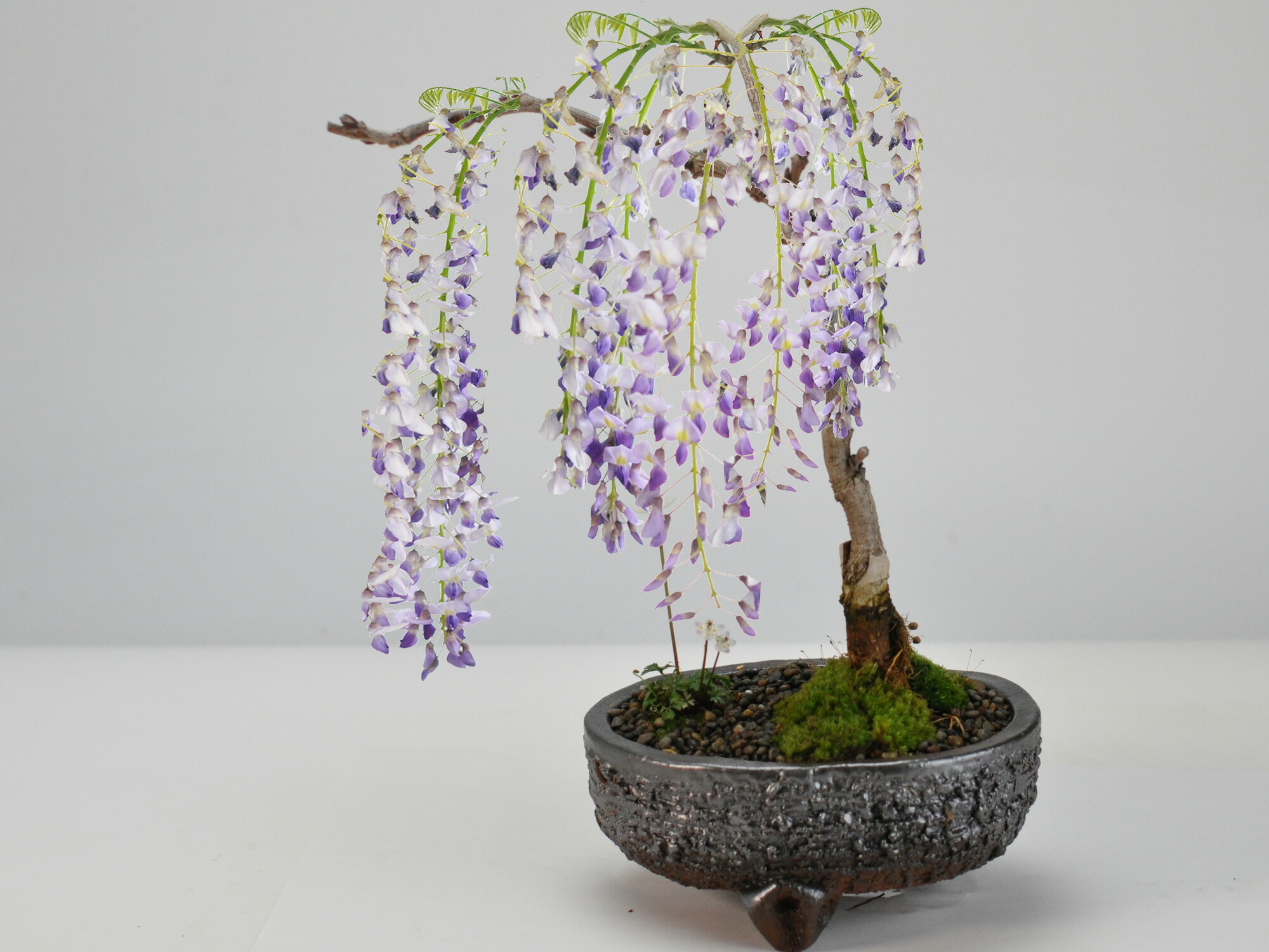 楽天市場】盆栽 藤 藤の和の庭 藤盆栽 鉢植え 花盆栽 ギフト 贈り物