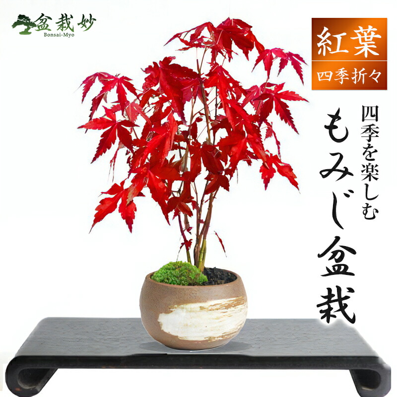 ミニ盆栽 もみじ」の人気商品一覧 | 安い商品を通販サイトから探す