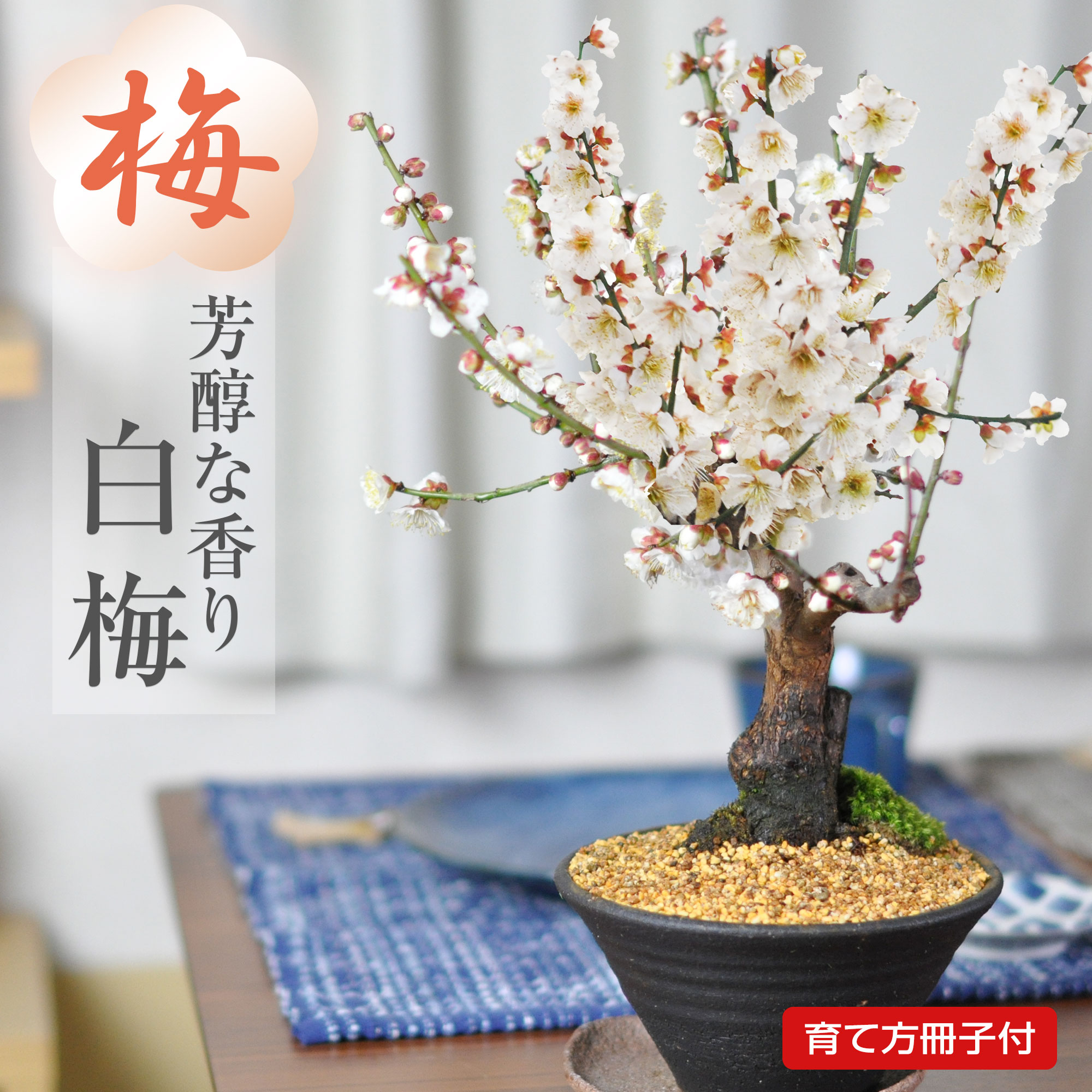 楽天市場】ミニ盆栽 梅 白梅 すり鉢 ミニミニ盆栽 梅ミニ盆栽 梅のミニ