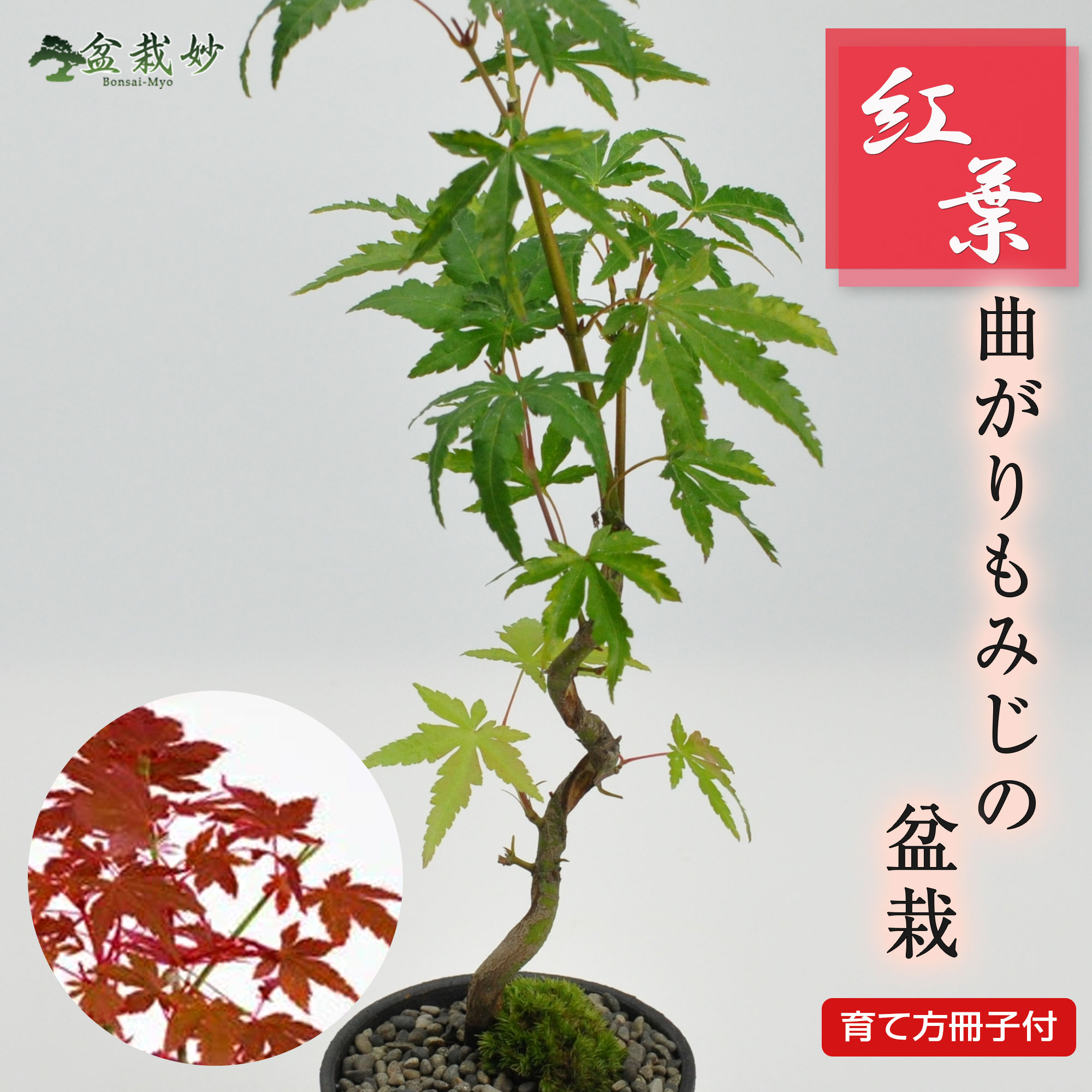 楽天市場】ミニ盆栽 もみじ 曲がりもみじ 敬老 プレゼント 盆栽 初心者