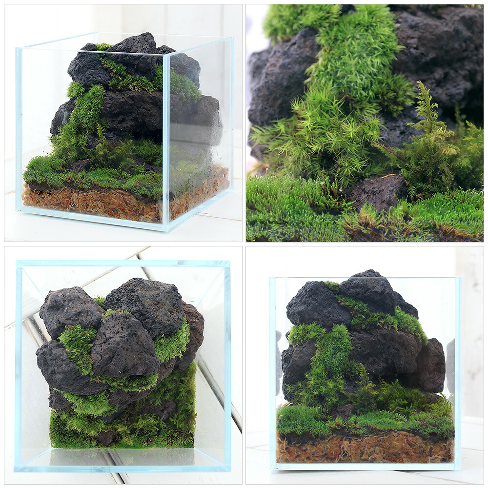 楽天市場】（観葉植物）苔テラリウム レイアウトキット 〜ボルケーノ