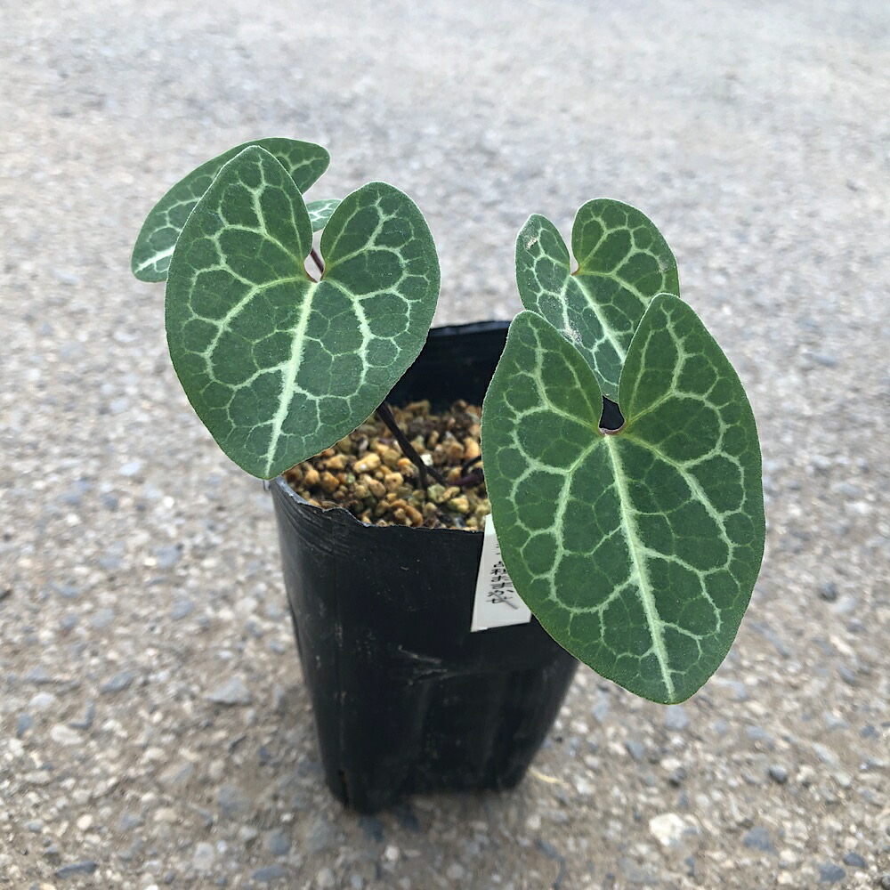 楽天市場】（山野草）カンアオイ（寒葵）品種おまかせ 3号（1ポット