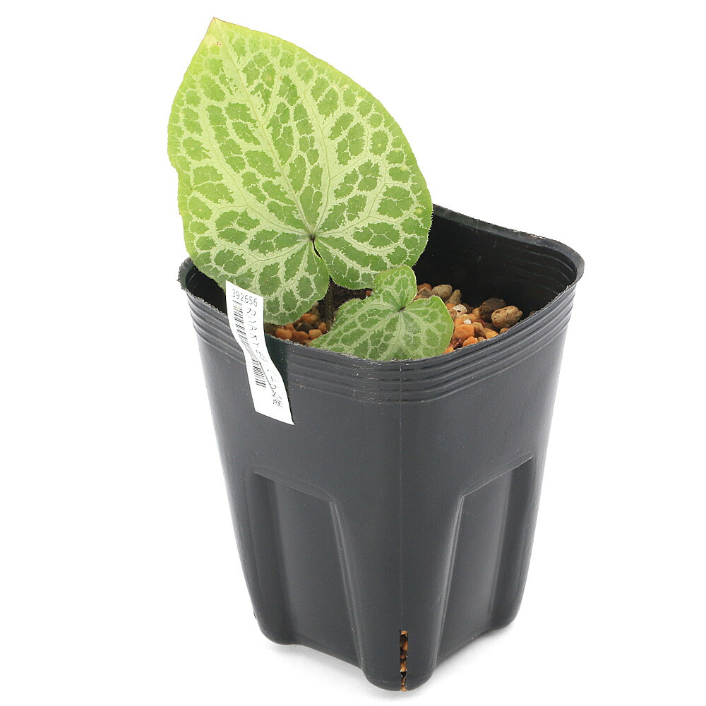 楽天市場】（山野草）カンアオイ（寒葵）アサルムsp．亀甲 ベトナム