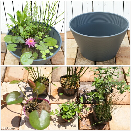 楽天市場】（ビオトープ）睡蓮鉢グレー あぜなみレイアウト スイレン