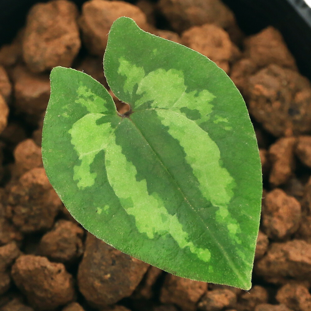 楽天市場】（山野草）カンアオイ（寒葵）ナチカンアオイ（那智寒葵