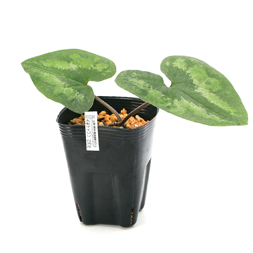 楽天市場】（山野草）カンアオイ（寒葵）タイトンサイシン（大屯細辛