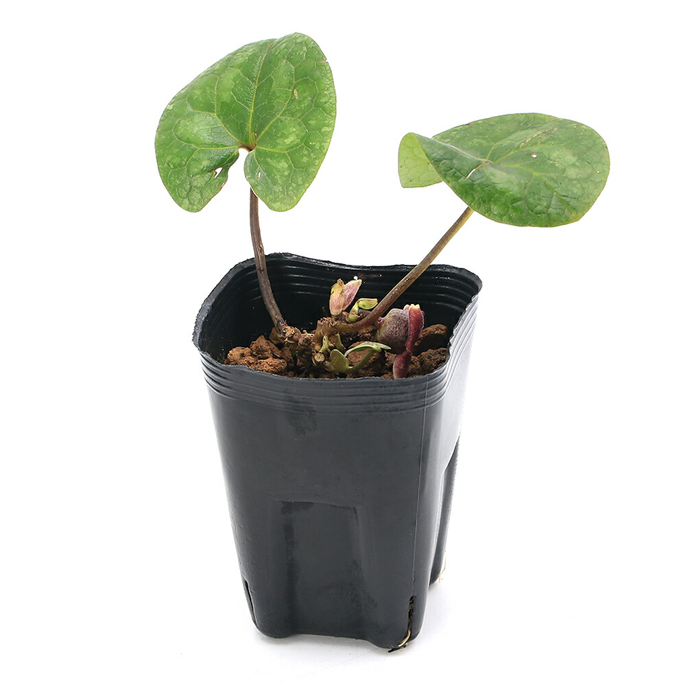 楽天市場】（山野草）カンアオイ（寒葵）タマノカンアオイ（多摩之寒葵