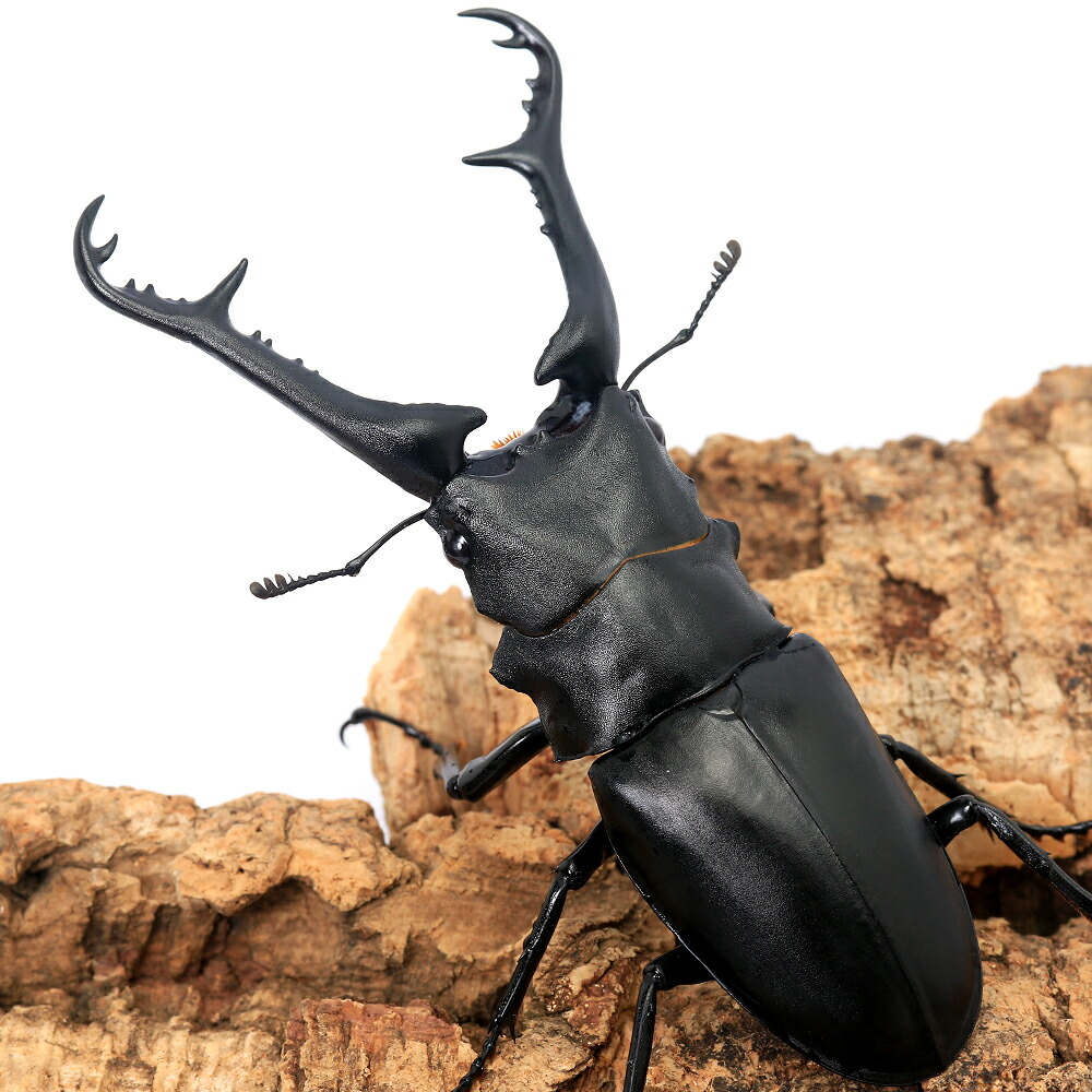 楽天市場】（昆虫）ギラファノコギリクワガタ（亜種ケイスケ