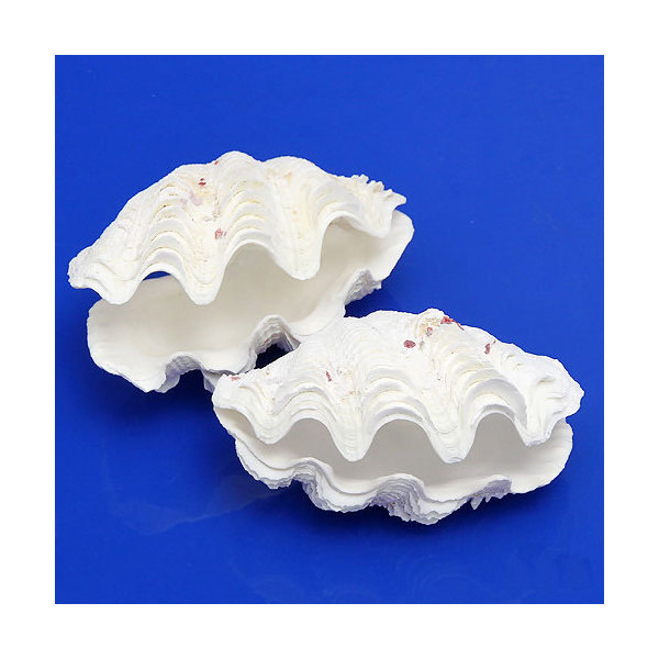 楽天市場】シャコガイ 水槽の通販