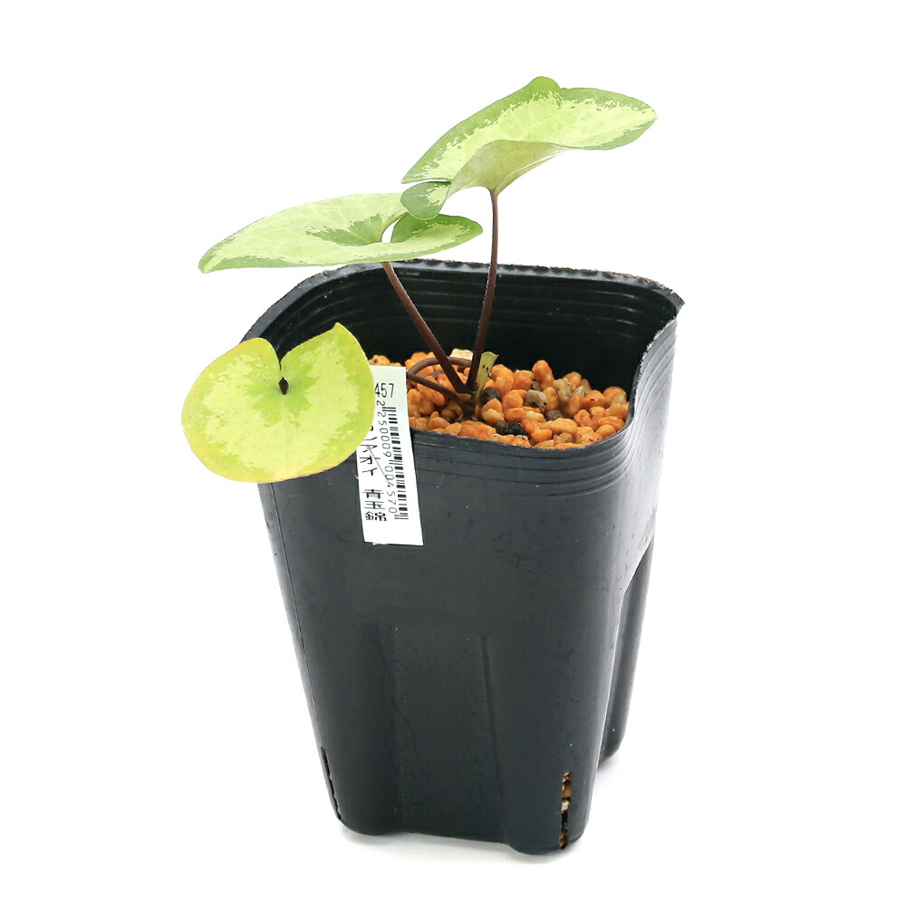 楽天市場】（山野草）カンアオイ（寒葵）品種系細辛 青玉錦 3号（1