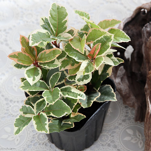 楽天市場】（山野草）盆栽 十両 斑入りヤブコウジ（藪柑子） 3号（1