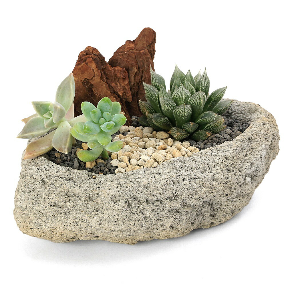 楽天市場】（多肉植物）おまかせハオルチアとプチ多肉の寄せ植え 白