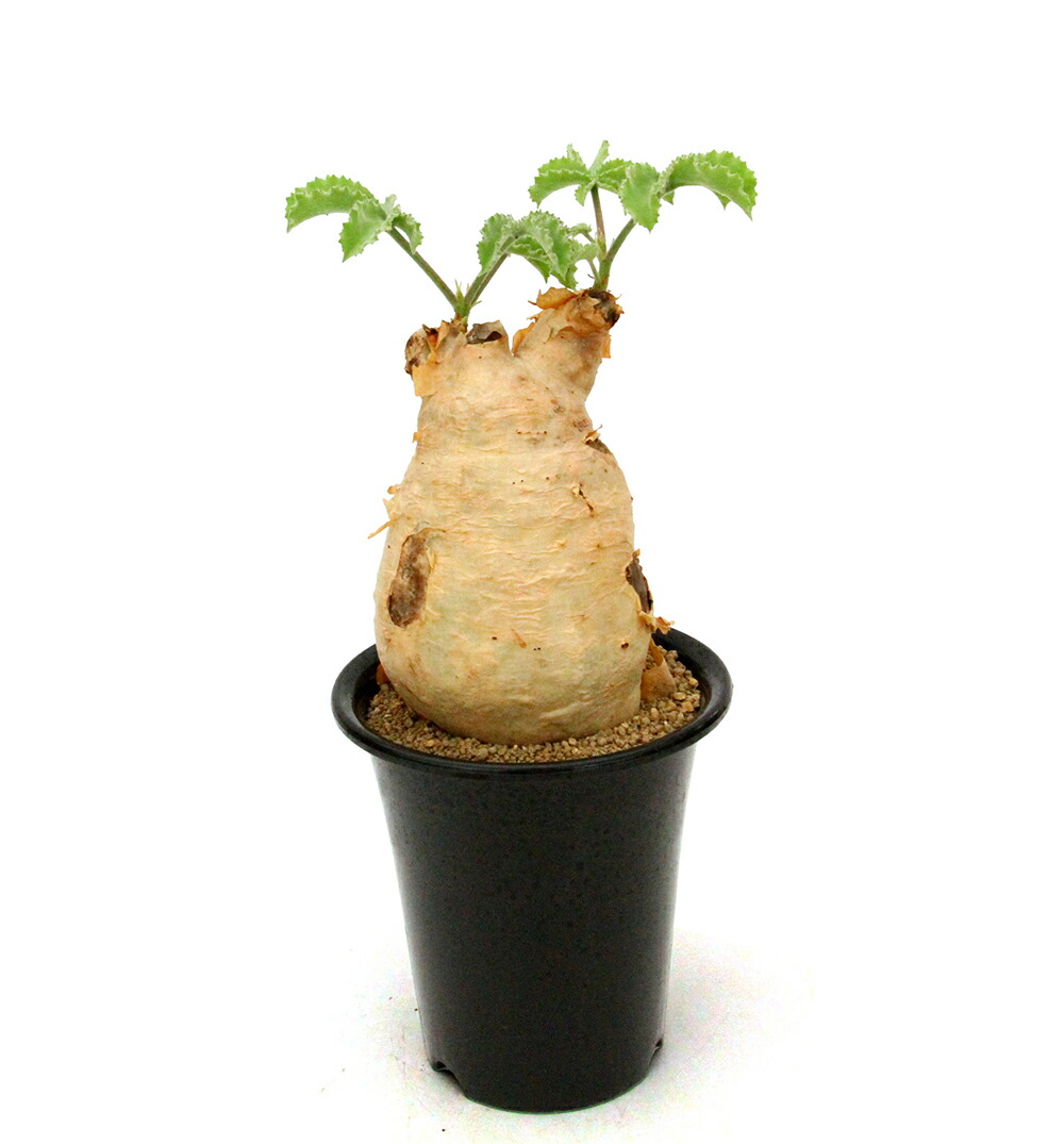 キフォステンマ・マクロプス現地球(特大株) 14【現地発根株/大】低