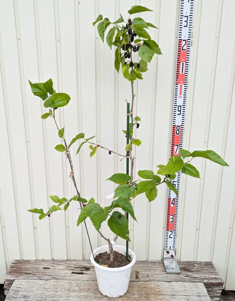 楽天市場】【現品Y259】スイートマルベリー トルコフルーツ 苗木 7号