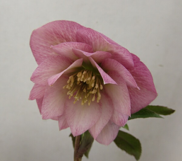 楽天市場】クリスマスローズ 開花見込み株 実生苗 ダブル咲き ピンク 5