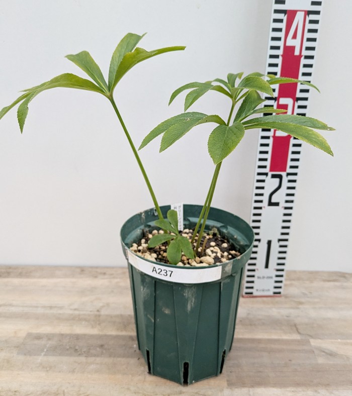 楽天市場】【現品】クリスマスローズ 実生苗 八重咲き グリーンリップ