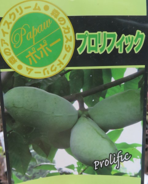 楽天市場】ポポー プロリフィック 接ぎ木苗 5号 《果実を楽しめる苗木