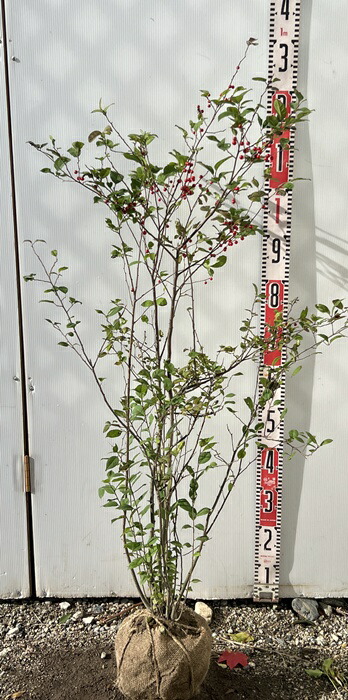 楽天市場】ウメモドキ 苗木 株立ち 樹高1m : 千草園芸