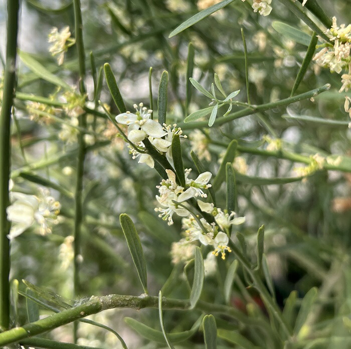 楽天市場】【選べる現品発送】デザートライム 特大 苗木 12号