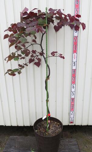 楽天市場】【現品】アメリカハナズオウ ルビーフォールズ 10号